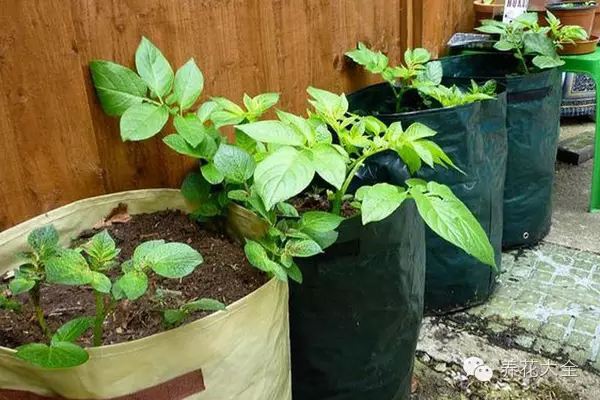 阳台土豆的种植办法