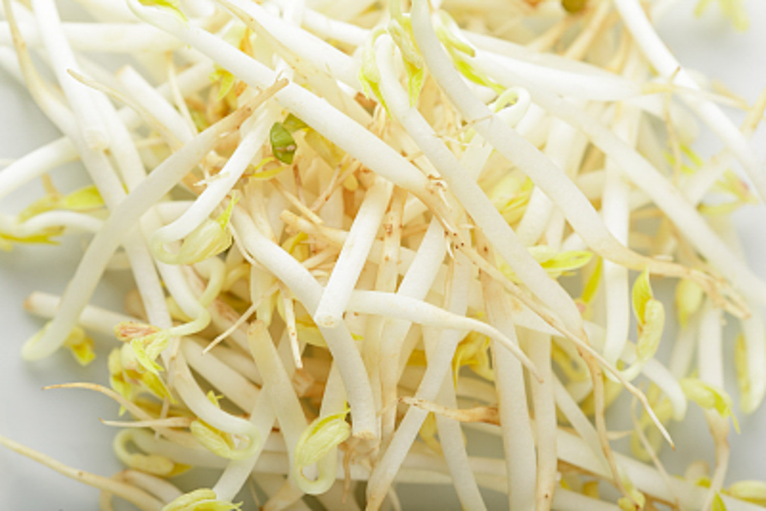 1把豆子，2天长成菜苗，健康又省钱！