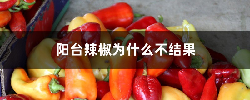 阳台辣椒为何不结果