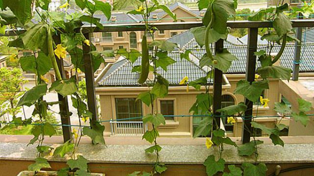 阳台丝瓜的种植办法