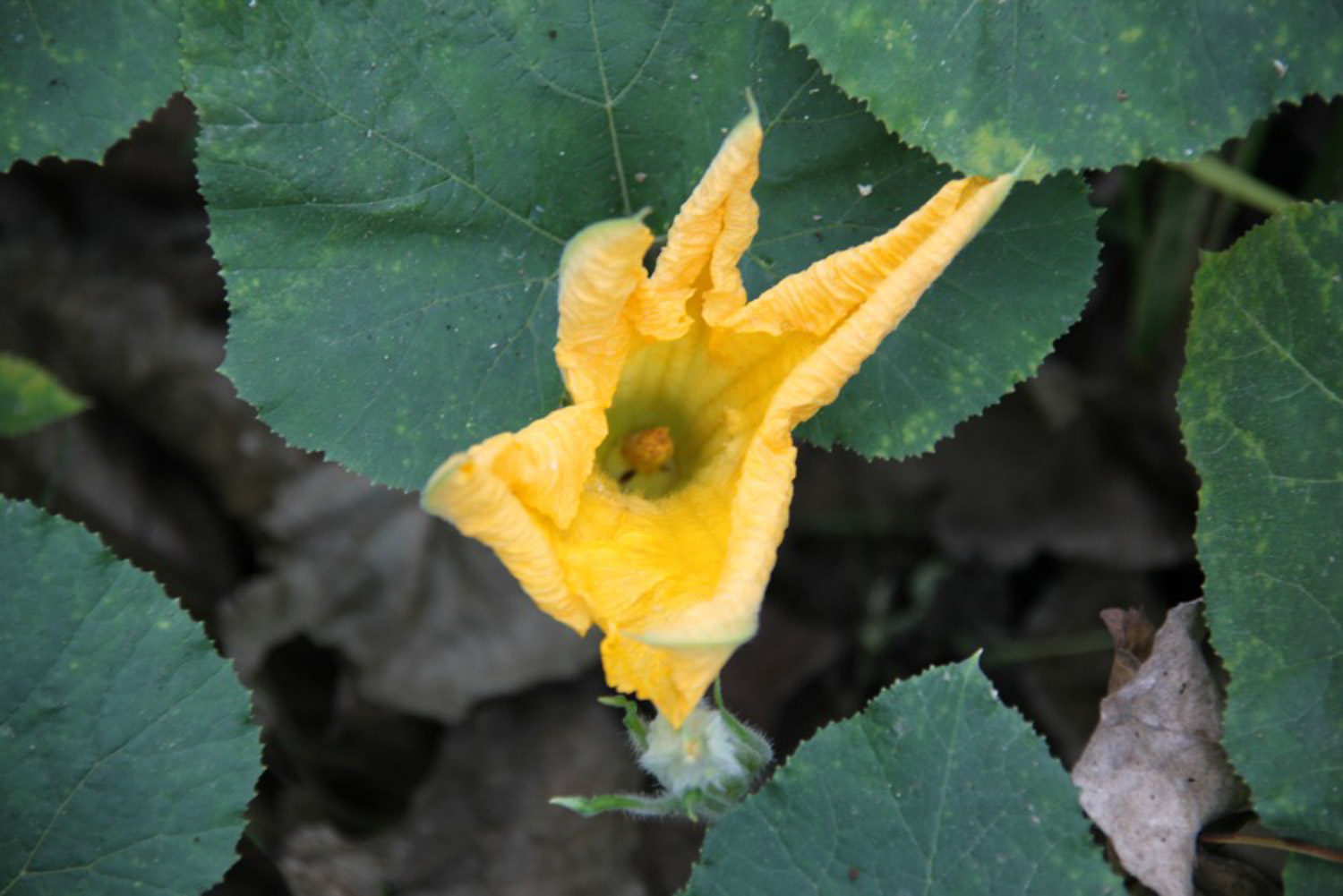 阳台丝瓜的种植办法