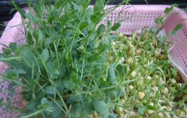 阳台豌豆苗种植办法