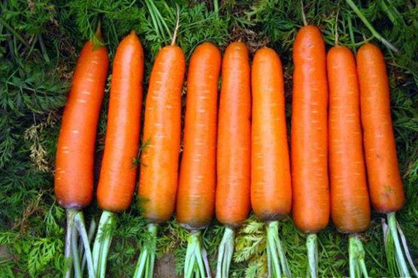 阳台如何种植胡萝卜