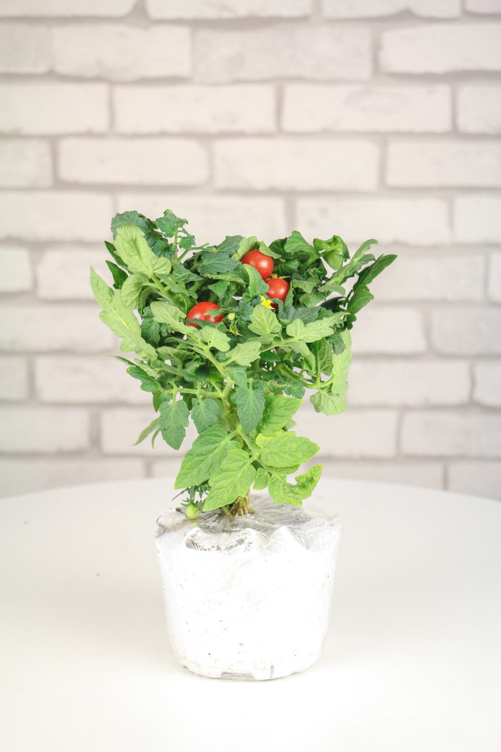 圣女果 阳台种植圣女果的办法