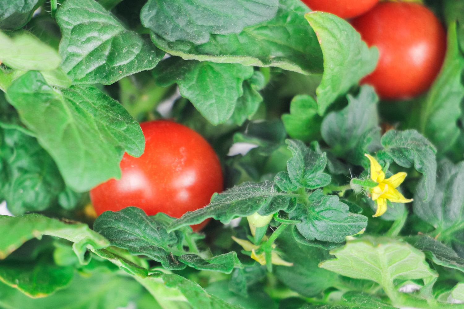 圣女果 阳台种植圣女果的办法
