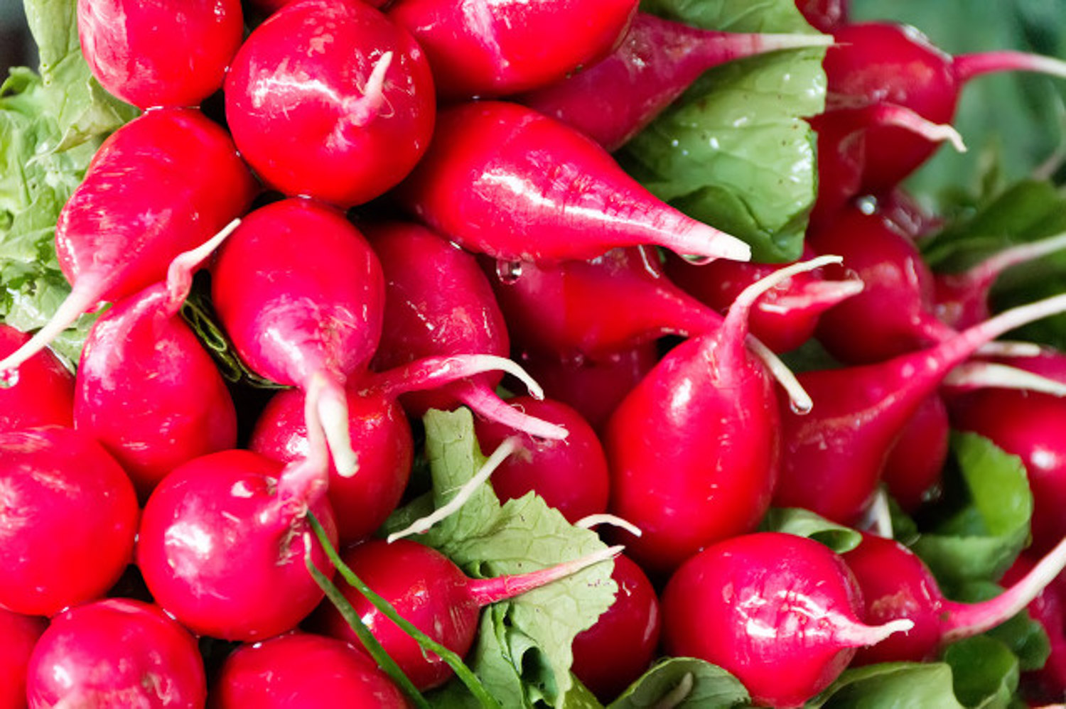 樱桃萝卜盆栽如何养