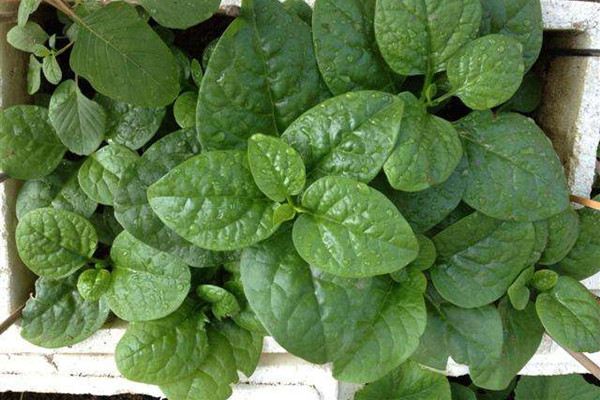 潺菜阳台播种办法