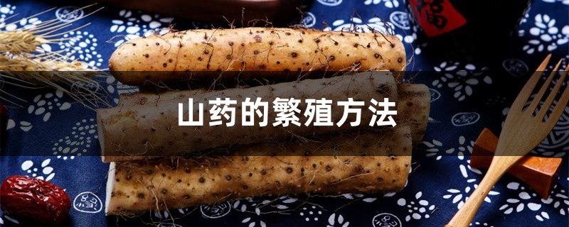 山药的繁殖办法