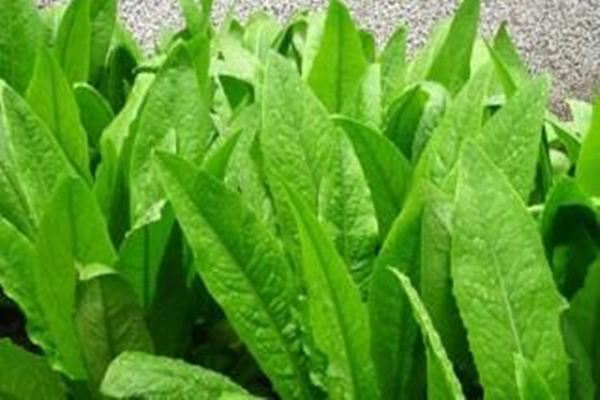 阳台种植油麦菜的办法