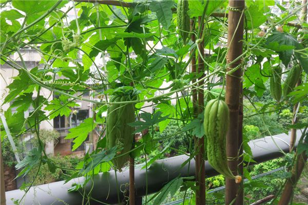 阳台种植苦瓜的办法