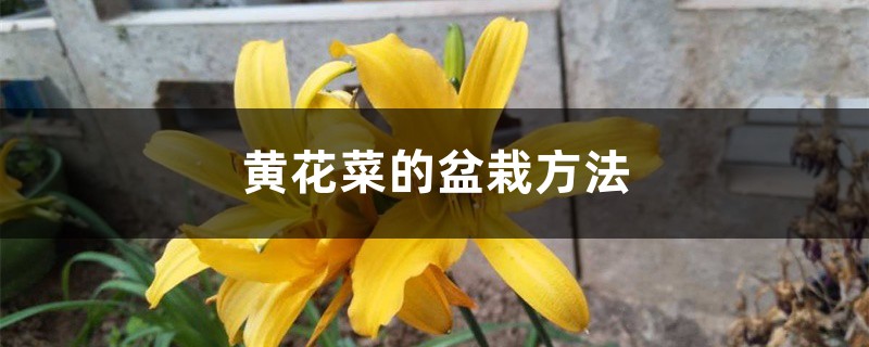 黄花菜的盆栽办法