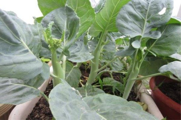 芥蓝的阳台种植办法