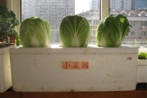 阳台种白菜的办法