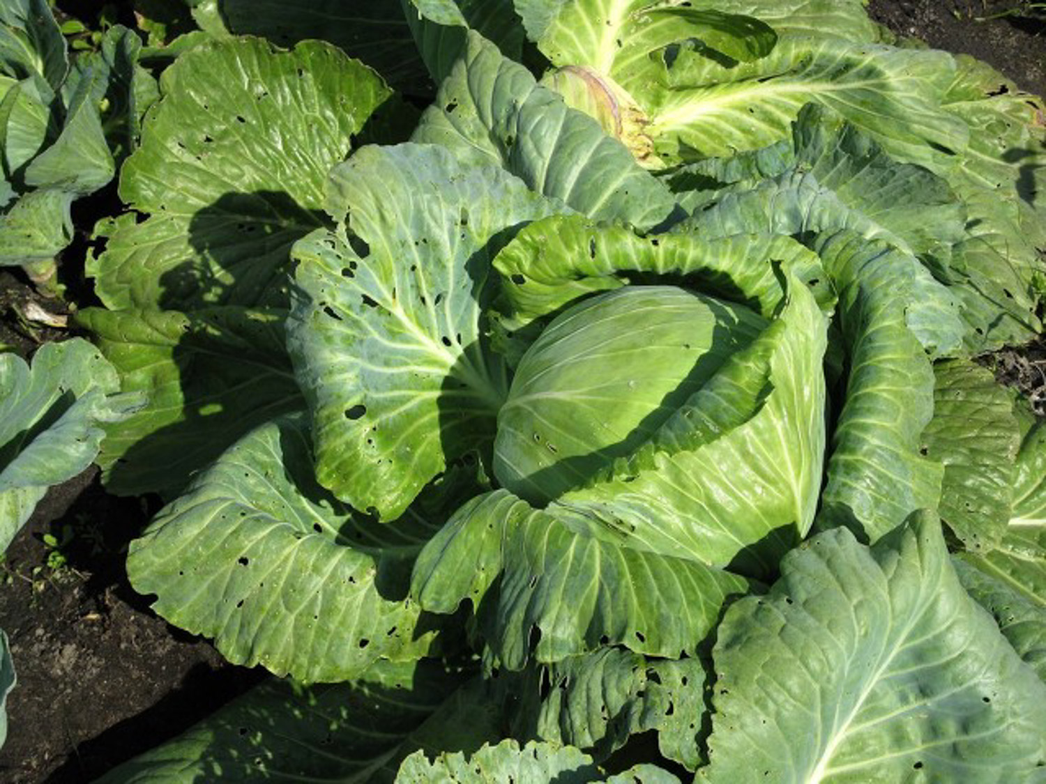 阳台种植甘蓝的办法