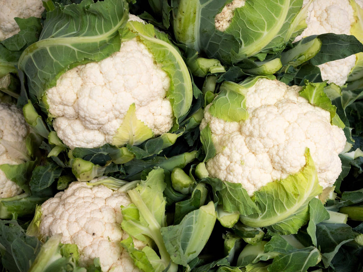 阳台种植花椰菜的办法和留意事项