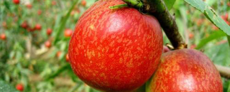 盆栽油桃如何种