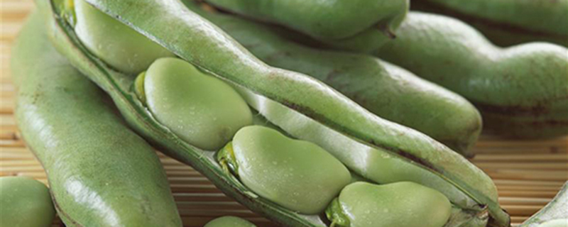 阳台如何盆栽蚕豆？