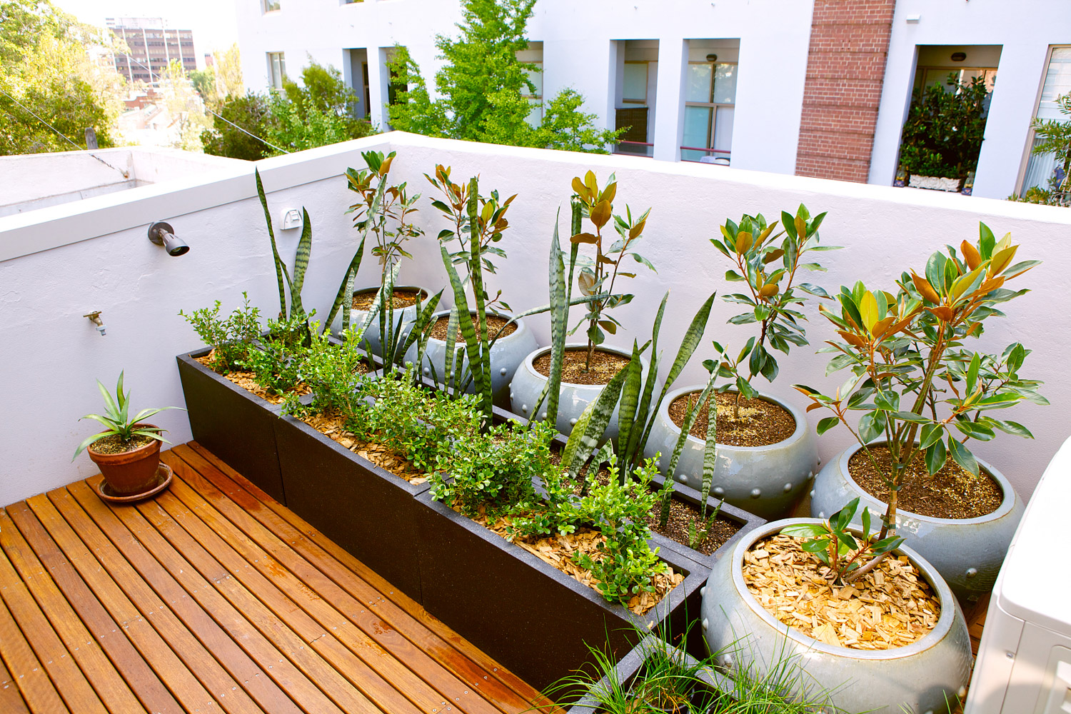 阳台如何盆栽蚕豆？