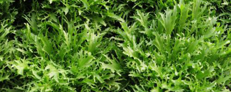 阳台如何盆栽苦苣？