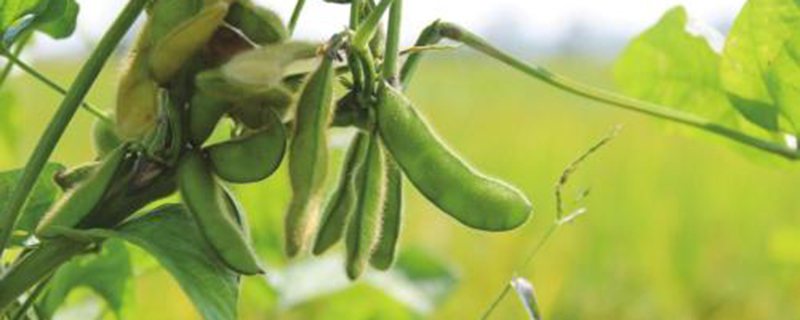 阳台如何盆栽毛豆？