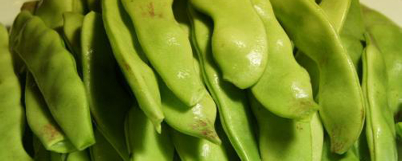 阳台如何种植芸豆？