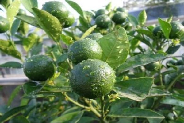 阳台如何盆栽四季桔？