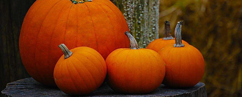 阳台如何种植南瓜