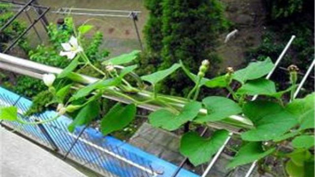 阳台如何种植小葫芦