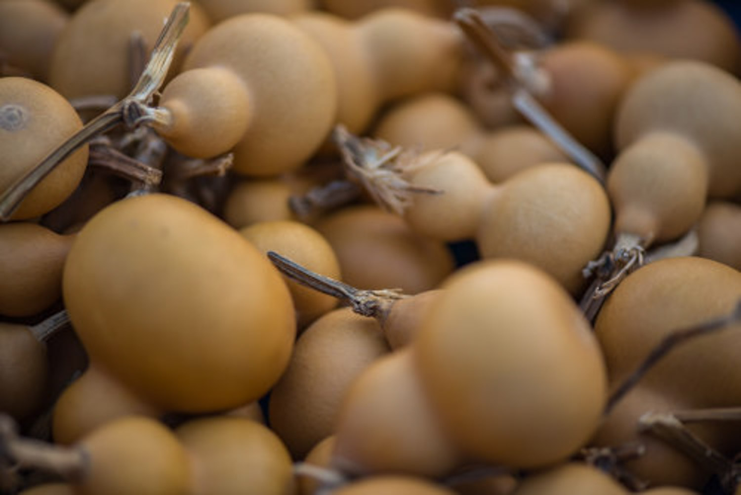 阳台如何种植小葫芦