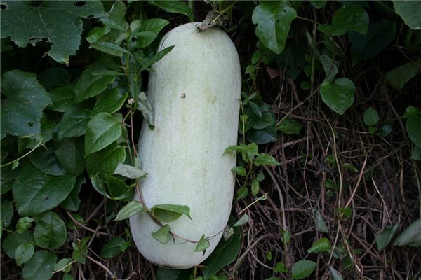 冬瓜的盆栽种植办法