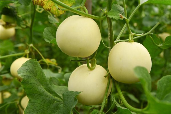 阳台种植香瓜的办法