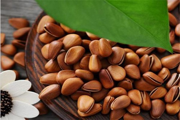 阳台如何种板栗？种盆里比花还好看！