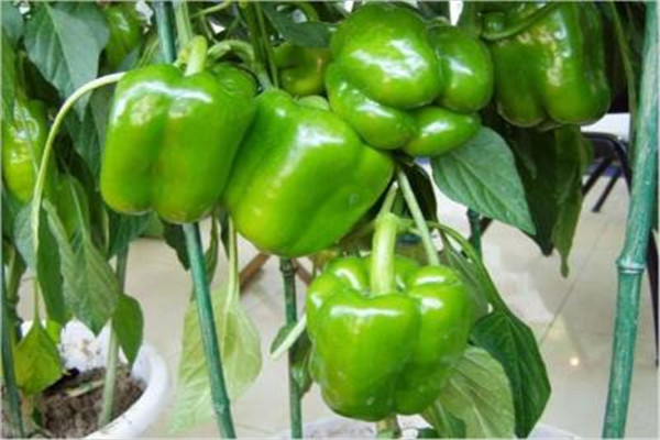 阳台甜椒如何种？正确育苗是关键！
