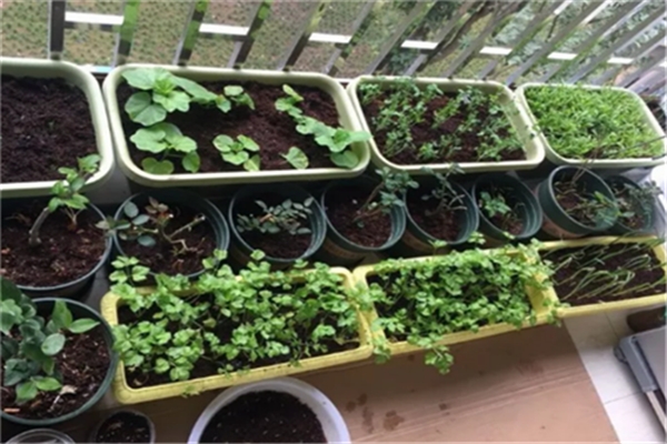 冬季种花不如种菜，-10℃还绿油油，一冬季不用买菜了！