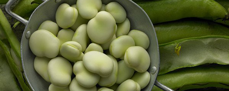 蚕豆种子如何种