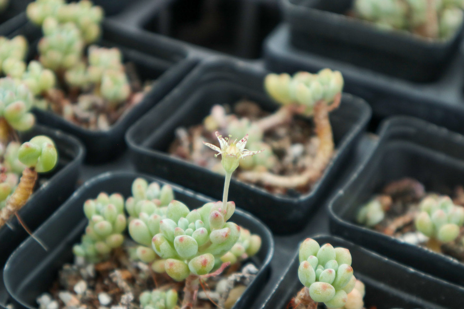 几粒绿豆，一把热水壶，3天发出无毒绿豆芽！