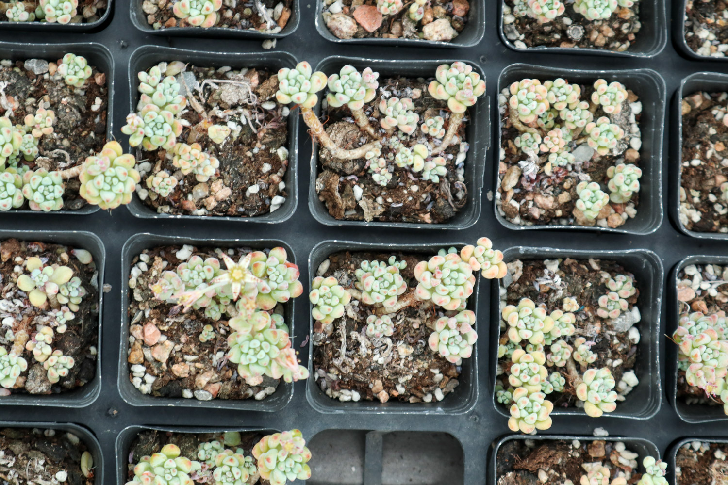 几粒绿豆，一把热水壶，3天发出无毒绿豆芽！