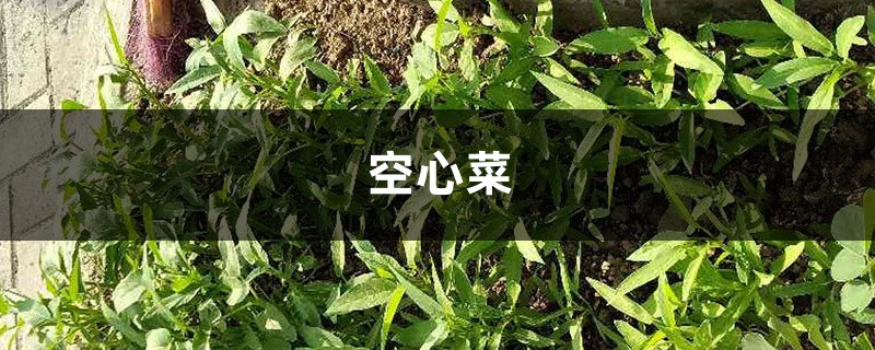 家里养盆“空心菜”，营养丰富益处多，关键是好养