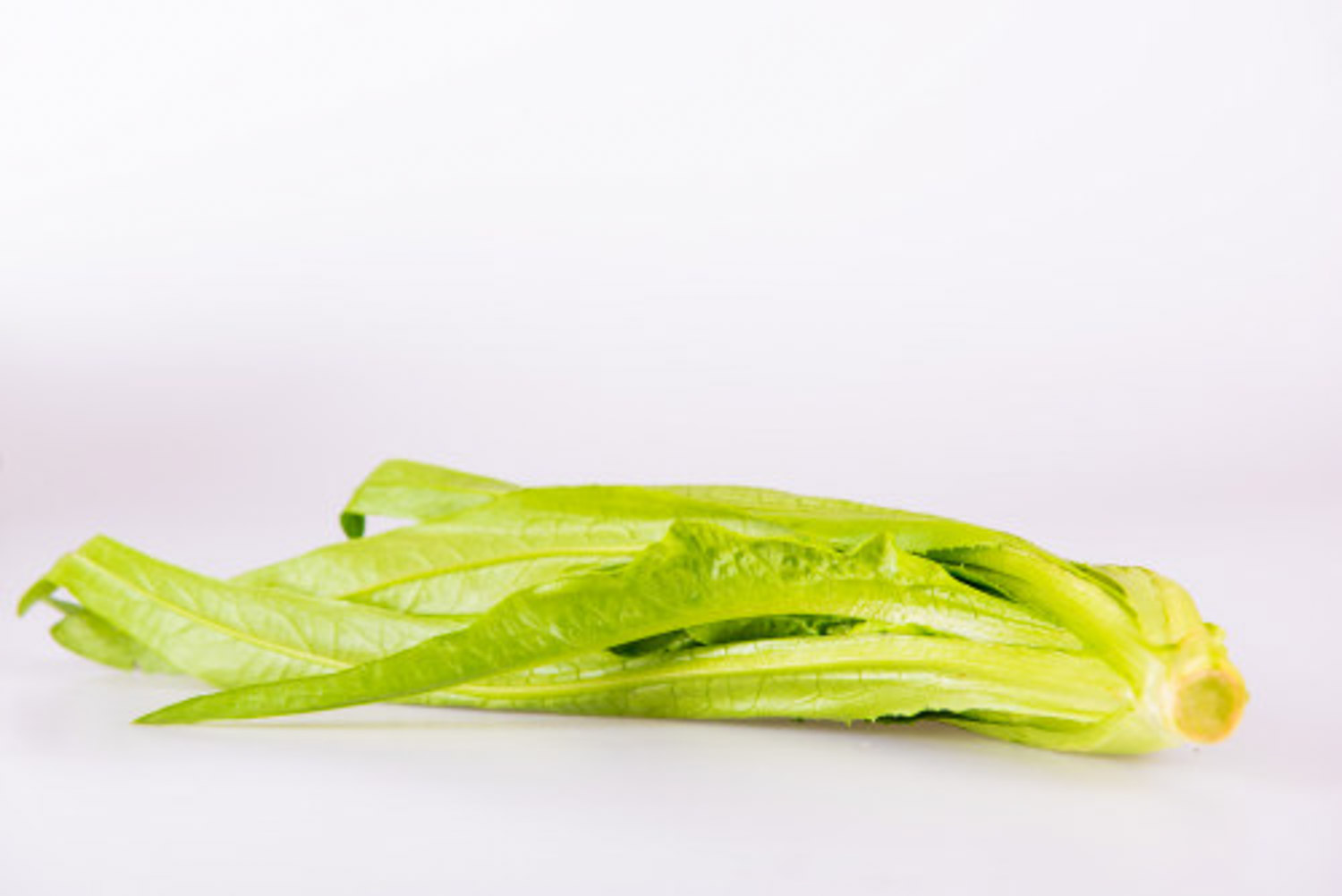 “油麦菜”营养高，阳台上养上一盆，都不用去买菜了！