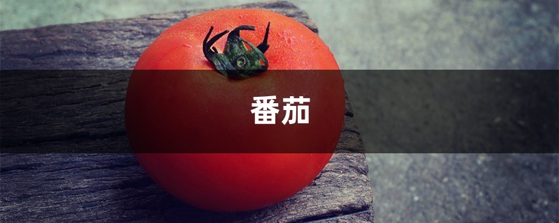 家里种“小西红柿”不结果，留意这3点，30天果实挂枝头！