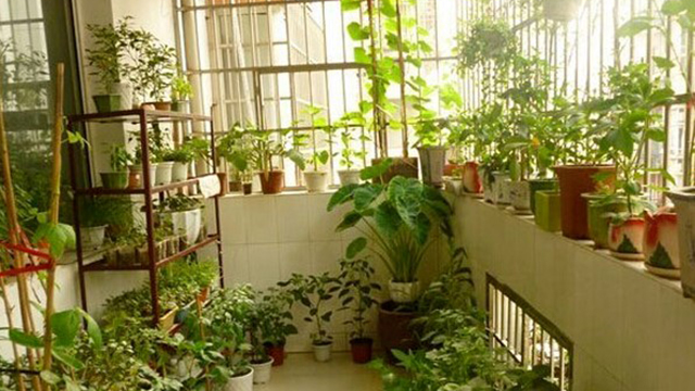 阳台种菜最怕越长越“瘦”，用上这几个小办法，小苗也能长满盆