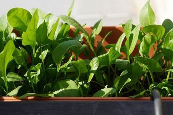 这“4种”菜适合秋季种植，1个月就收获，边吃边摘吃不完