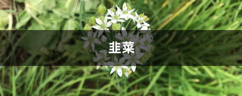 现在流行花盆里种“韭菜”，学会这个办法，收了一茬又一茬！