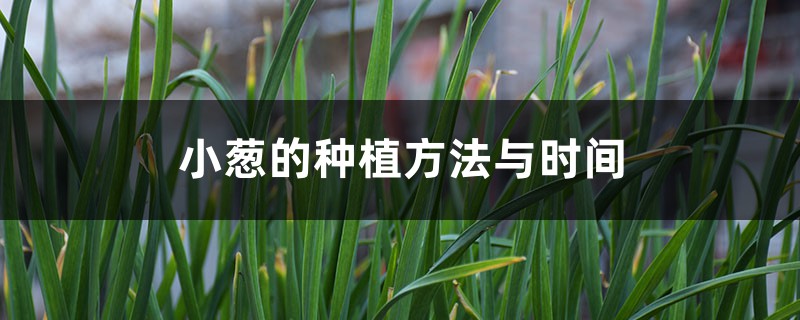 小葱的种植办法与时间