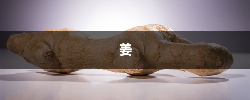 “姜”发芽可别扔，埋在土里，3个月长出“鲜姜”，一冬季不用买！