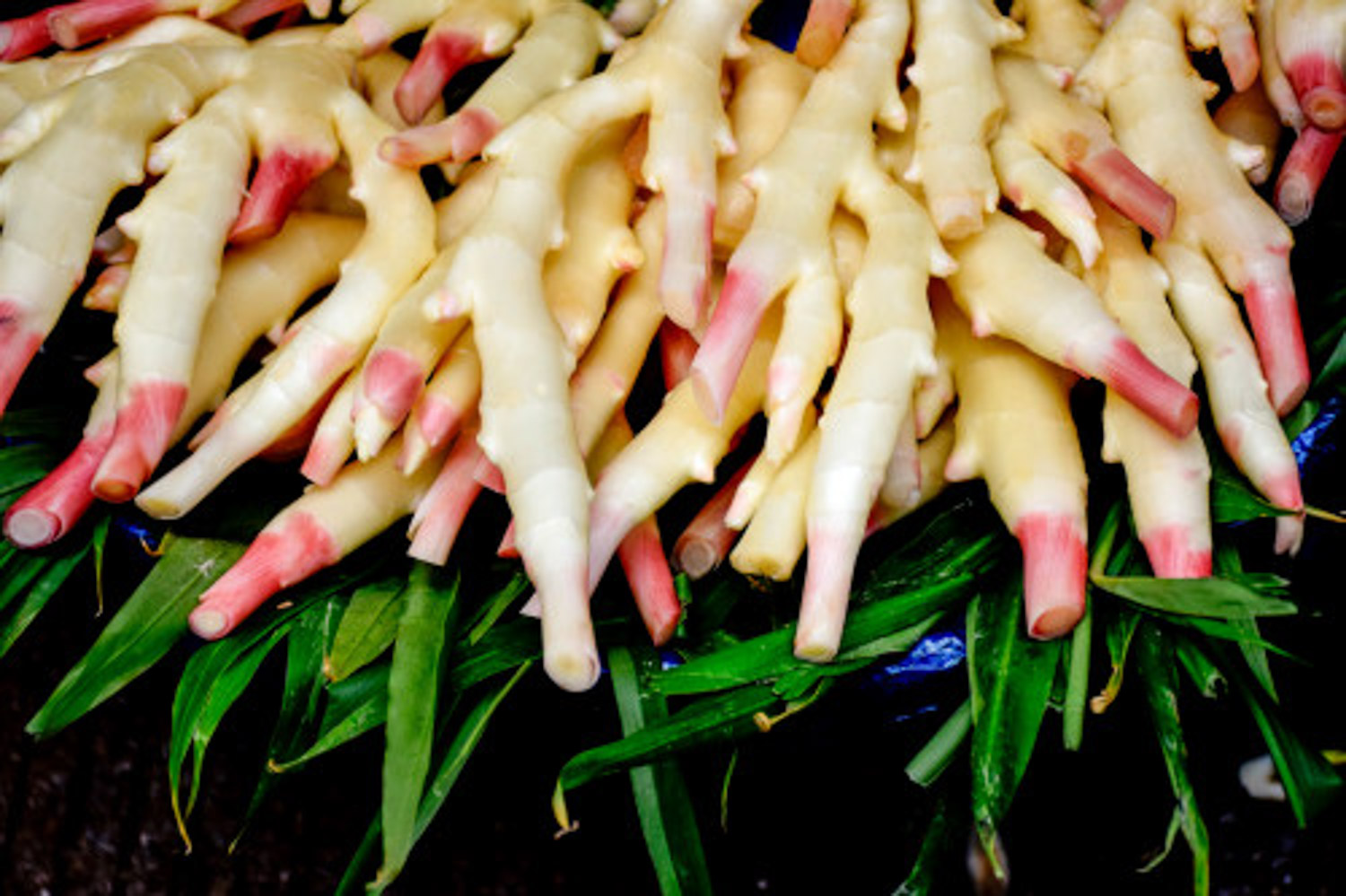 姜 “姜”发芽可别扔,埋在土里,3个月长出“鲜姜”,一冬季不用买!