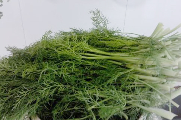 秋季阳台撒点种子，长出来的“菜”，用来包包子，好吃不贵