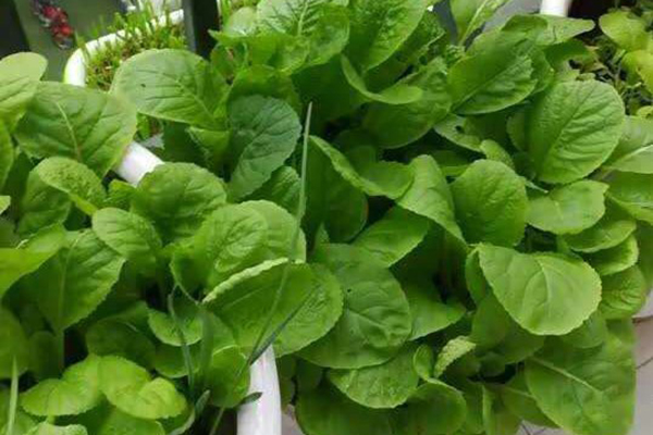 媳妇留了一堆“空油桶”，嚷着要在阳台种菜，这下好，整个冬季不用买菜了！