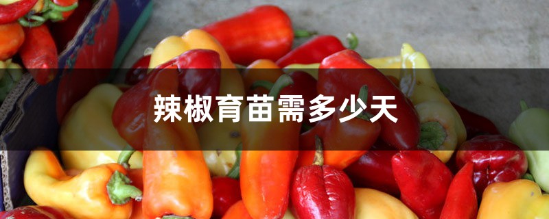 辣椒育苗需多少天出芽，如何浇水和施肥