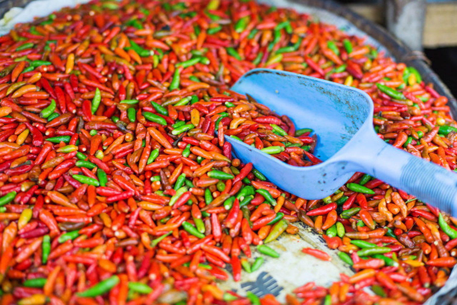 辣椒育苗需多少天出芽，如何浇水和施肥